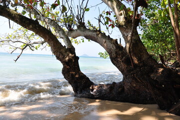 A beautiful view of the sea surrounded by bushes