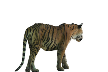 Bengal Tiger PNG [Panthera tigris tigris]. Majestic Big Cat Isolated for Wildlife, Nature, and Educational Designs
