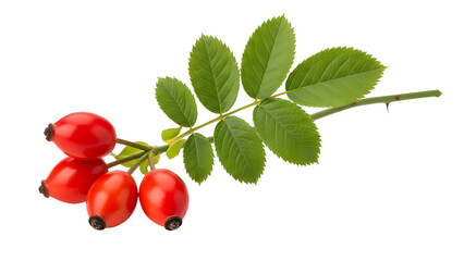 Rosehip berries and leaves on white background for health benefits and herbal medicine use isolated shot on transparent background