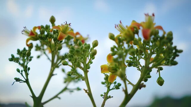 Close-up view of delicate yellow and orange flowers with green buds against a soft blue sky.