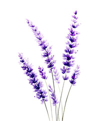 Naklejka premium Watercolor Lavender Flowers Purple Blooms Isolated Sprigs Plants Transparent background