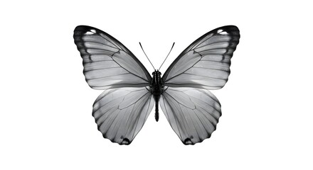 Obraz premium Metamorphosis and Majesty: The Life of a Butterfly