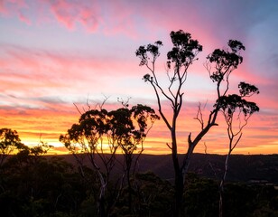 Fototapeta premium Silhouetted trees at sunset (1)