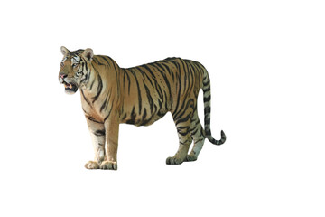 Bengal Tiger PNG [Panthera tigris tigris]. Majestic Big Cat Isolated for Wildlife, Nature, and Educational Designs