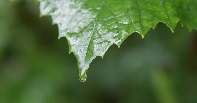 A wet grapevine leaf after rain. Water drips from the leaf.