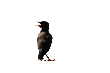 Common Myna Bird PNG [Acridotheres tristis]. Urban Wildlife Perching Songbird Isolated for Nature and Decorative Designs