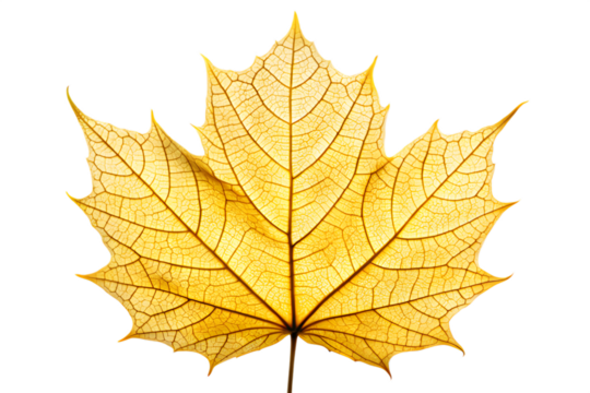 A single yellow maple leaf with intricate veins, isolated on transparent background
