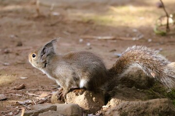 chipmunk on the ground