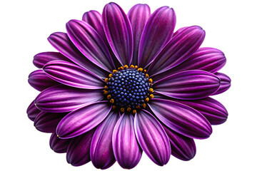 A vibrant purple daisy with delicate petals and a dark center, isolated on a transparent background