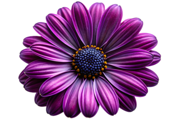 A vibrant purple daisy with delicate petals and a dark center, isolated on a transparent background
