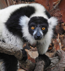 Black and White Ruffed Lemur Closeup