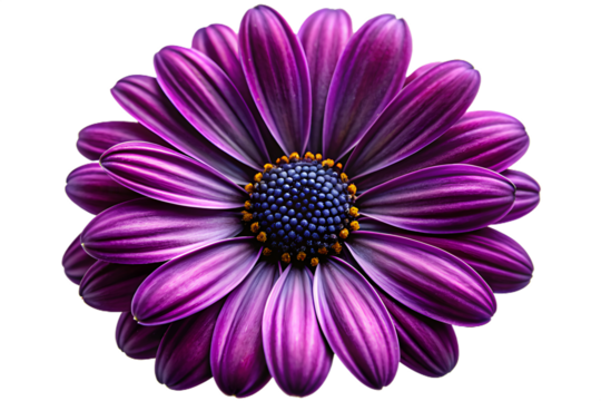 A vibrant purple daisy with delicate petals and a dark center, isolated on a transparent background