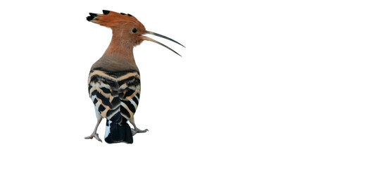 Eurasian Hoopoe PNG [Upupa epops]. Exotic Crested Bird Isolated for Wildlife, Nature, and Ornithology Designs