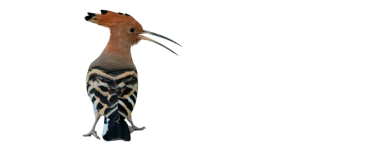 Eurasian Hoopoe PNG [Upupa epops]. Exotic Crested Bird Isolated for Wildlife, Nature, and Ornithology Designs