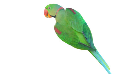Alexandrine Parakeet PNG [Psittacula eupatria]. Vibrant Green Parrot Isolated for Exotic Bird, Wildlife, and Nature Designs