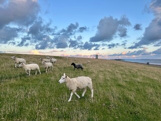 Schafe auf dem Deich in Büsum