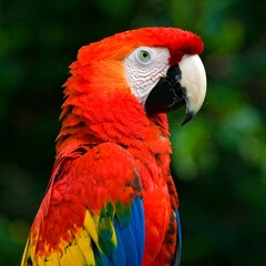 Scarlet Macaw portrait
