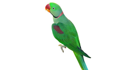 Alexandrine Parakeet PNG [Psittacula eupatria]. Vibrant Green Parrot Isolated for Exotic Bird, Wildlife, and Nature Designs