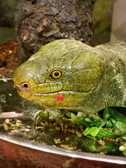 Green Iguana on Rock