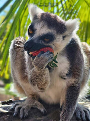 Ring-Tailed Lemur with Strawberry Closeup