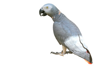 African Grey Parrot PNG [Psittacus erithacus]. Intelligent Talking Bird Isolated for Pet, Wildlife, and Ornithology Designs