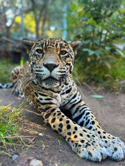 Jaguar Resting on Ground