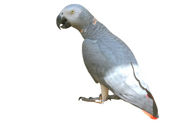 African Grey Parrot PNG [Psittacus erithacus]. Intelligent Talking Bird Isolated for Pet, Wildlife, and Ornithology Designs