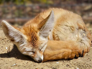 Sleeping Fennec Fox