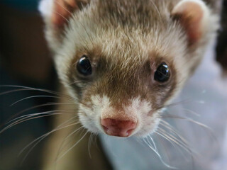 Ferret with Dark Mask
