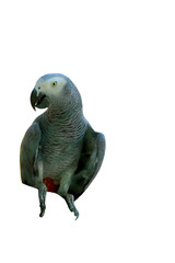 African Grey Parrot PNG [Psittacus erithacus]. Intelligent Talking Bird Isolated for Pet, Wildlife, and Ornithology Designs