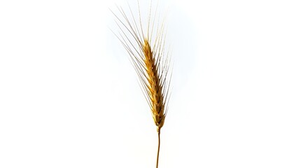 Obraz premium A single wheat spike with golden hues, standing gracefully on a white backdrop