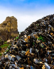 Obraz premium A large mass of mussels clings to rocks near the ocean under a bright sky
