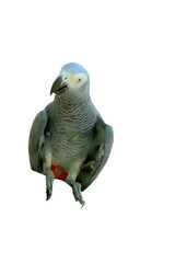 African Grey Parrot PNG [Psittacus erithacus]. Intelligent Talking Bird Isolated for Pet, Wildlife, and Ornithology Designs