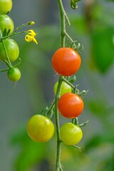 Red and green tomatoes growing in a garden.