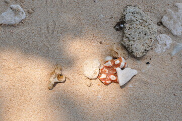 coral that was dragged by the waves to the edge of the beach