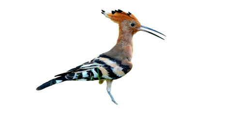Eurasian Hoopoe PNG [Upupa epops]. Exotic Crested Bird Isolated for Wildlife, Nature, and Ornithology Designs