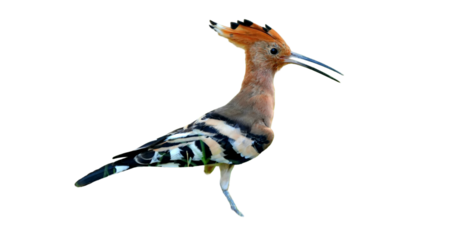 Eurasian Hoopoe PNG [Upupa epops]. Exotic Crested Bird Isolated for Wildlife, Nature, and Ornithology Designs