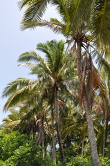 Obraz premium coconut tree at the beach