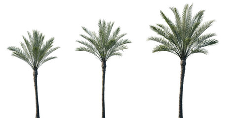 Set of Phoenix canariensis (the Canary Island date palm) frontal isolated png on a transparent background perfectly cutout  © Viktoria