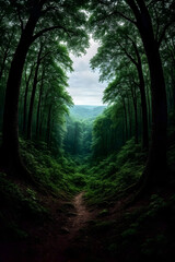 Fototapeta premium Mystical forest pathway. 