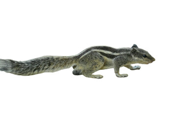 Indian Palm Squirrel PNG [Funambulus palmarum]. Striped Rodent Isolated for Wildlife, Nature, and Educational Designs