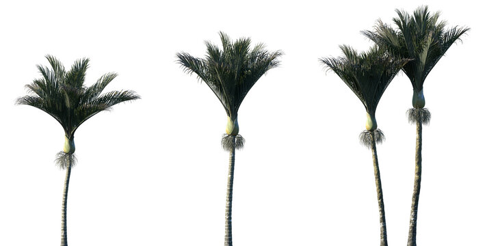 Set of Rhopalostylis sapida (commonly known as the nikau palm) frontal isolated png on a transparent background perfectly cutout	
