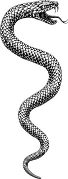 Snake Coiled Serpent Vintage Style Illustration