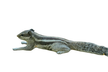 Indian Palm Squirrel PNG [Funambulus palmarum]. Striped Rodent Isolated for Wildlife, Nature, and Educational Designs