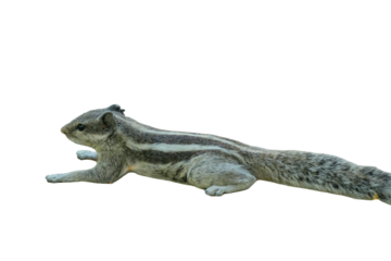 Indian Palm Squirrel PNG [Funambulus palmarum]. Striped Rodent Isolated for Wildlife, Nature, and Educational Designs