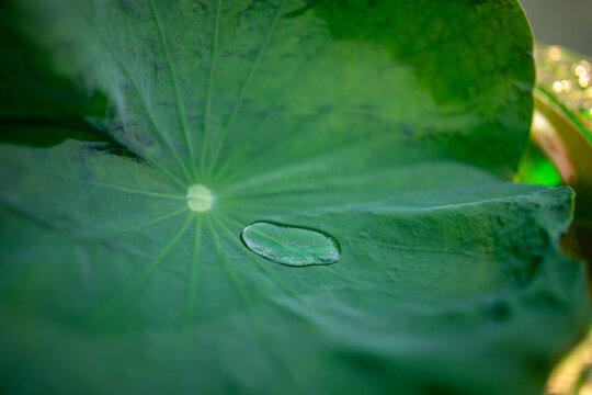 water drops on leaf