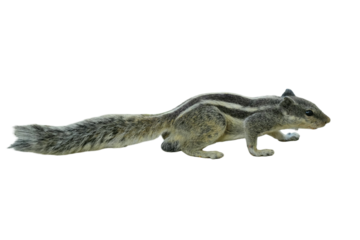 Indian Palm Squirrel PNG [Funambulus palmarum]. Striped Rodent Isolated for Wildlife, Nature, and Educational Designs