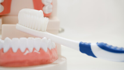 Toothbrush with white bristles and blue handle is positioned against dental model, demonstrating proper brushing technique. focus is on oral hygiene and dental care