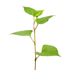 Fish mint (Houttuynia cordata), Fish leaf with flower isolated on white background, with clipping path