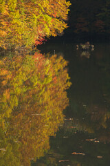 湖面に映る紅葉